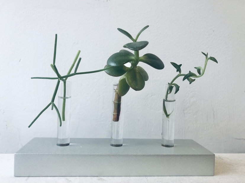 Roost Propagation Vessel Roost Propagation Vessel