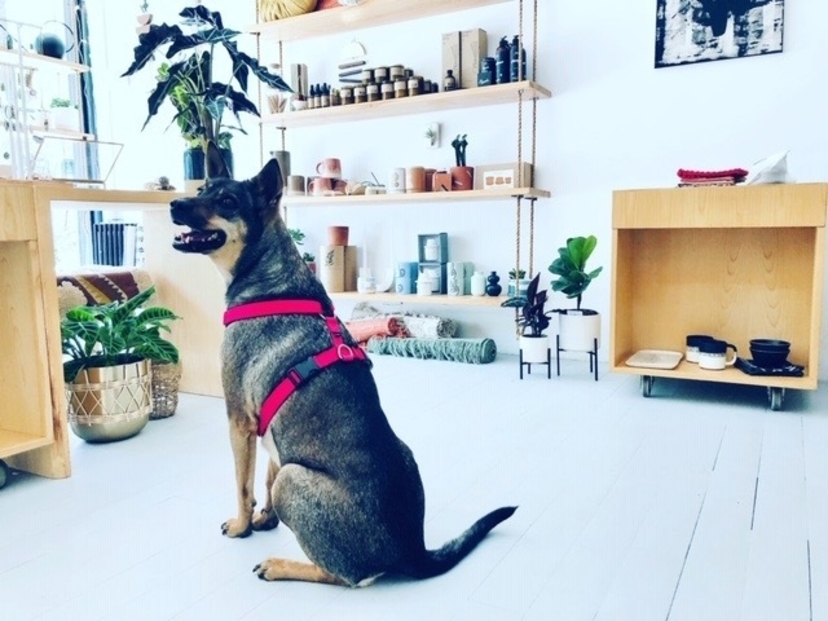 Saint Seneca Saint Seneca